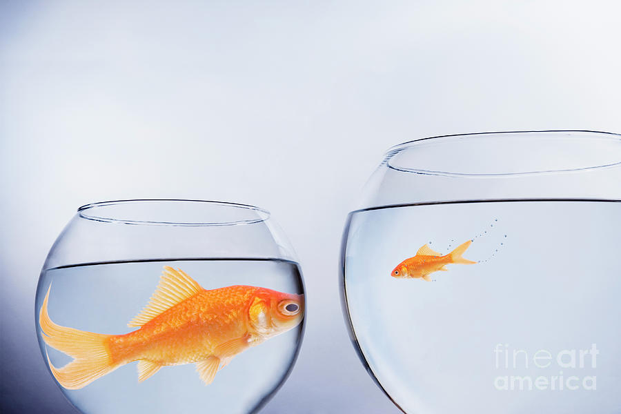 Fish Photograph - Large And Small Goldfish Face To Face by Conceptual Images/science Photo Library