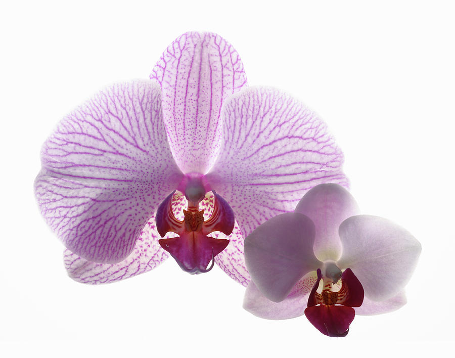 Large And Small Orchid Flowers Photograph by Rosemary Calvert