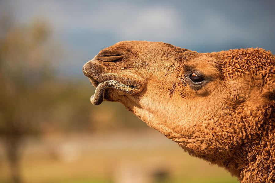 Large beautiful camel by Rob D Imagery Large beautiful camel by Rob D Imagery