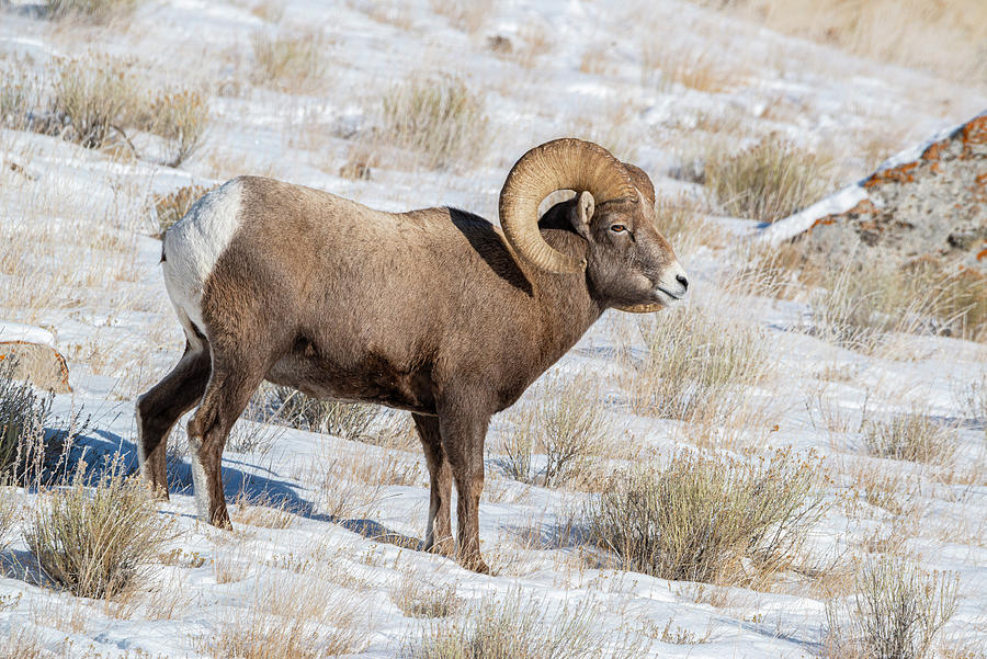 Grand Teton National Park Photograph - Large Bighorn Ram Grazing In Meadow by Howie Garber