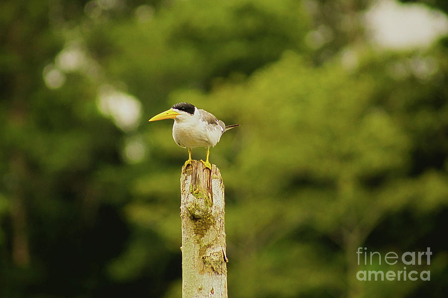 Large Billed Tern Perching Photograph by Cassandra Buckley