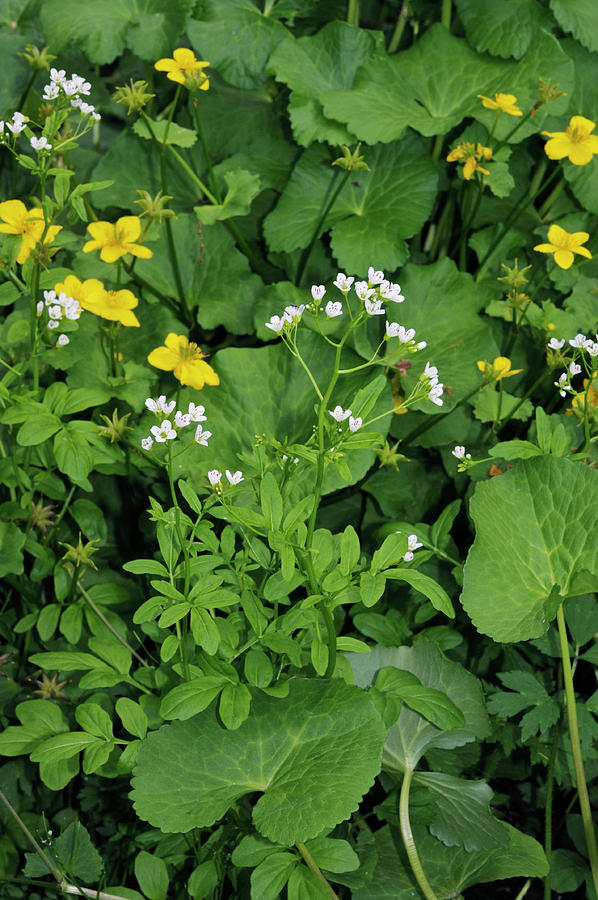 Large Bitter-cress, And Marsh-marigold The Ledges, Esher Photograph by ...