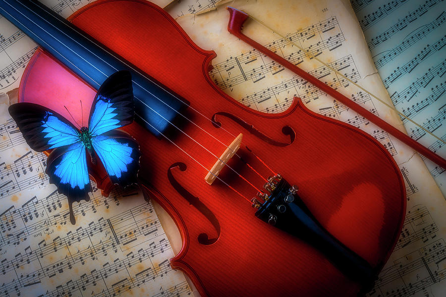Large Blue Butterfly On Violin Photograph by Garry Gay