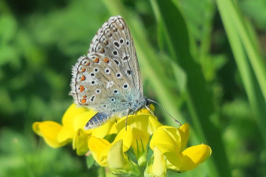 Large Blue Butterfly Photograph by Valerie Ornstein