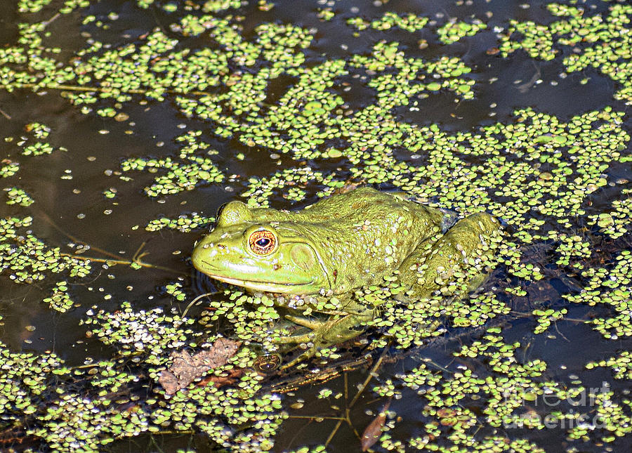 Large Bullfrog Photograph by Anita Streich