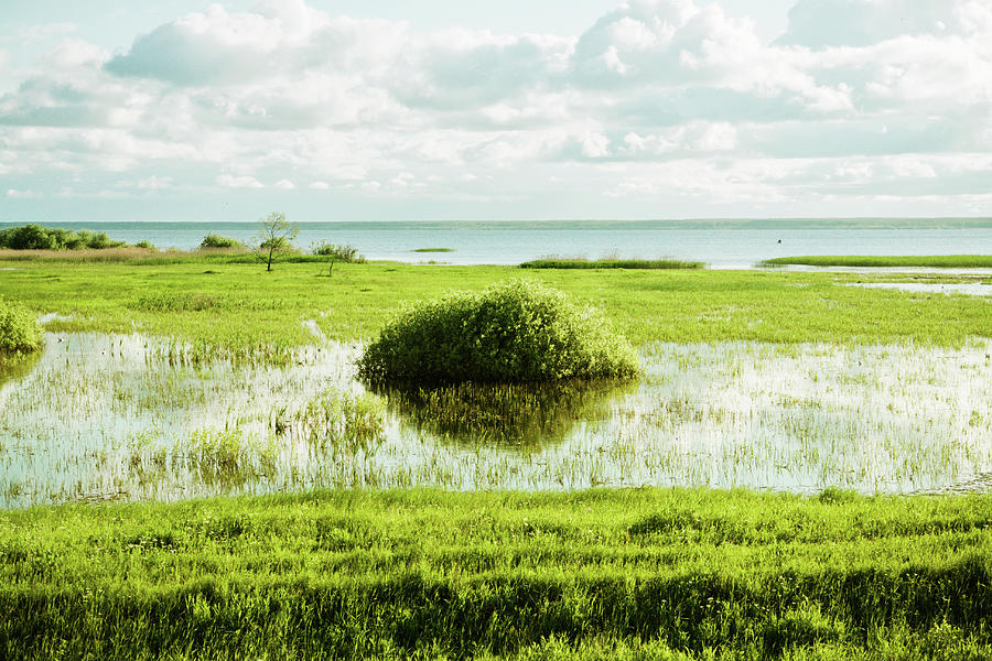 Large Bush In Swamp Photograph by Dmitry Savin