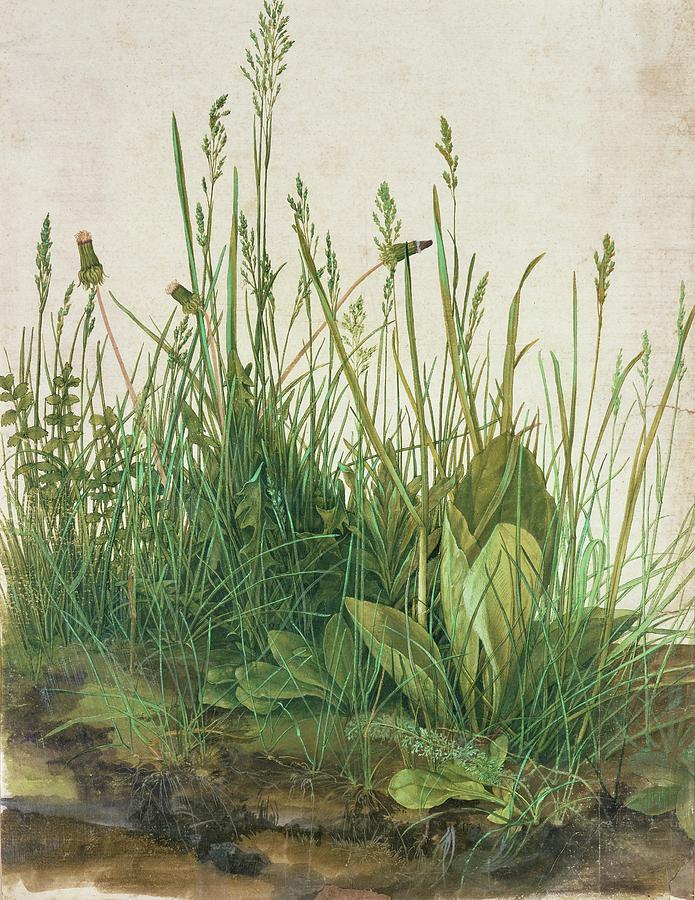 Large clump of turf-Das grosse Rasenstueck, mounted on cardboard. 1503. Painting by Albrecht Durer -1471-1528-