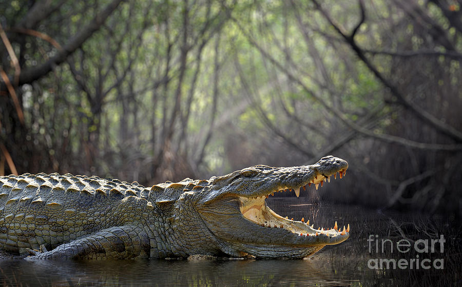 Alligator Photograph - Large Crocodile, National Park, Sri by Volodymyr Burdiak Alligator Photograph - Large Crocodile, National Park, Sri by Volodymyr Burdiak