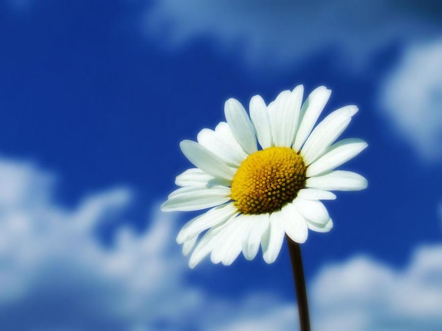 Large Daisy Flower Against A Blue Sky Photograph by Weeping Willow Photography