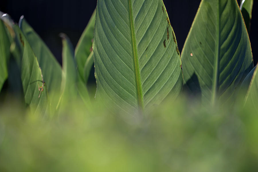 Large Dark Green Leaves by Uncle Arny Large Dark Green Leaves by Uncle Arny