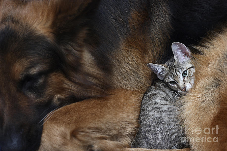 Love Photograph - Large Dog And A Cat by Valentina Razumova Love Photograph - Large Dog And A Cat by Valentina Razumova