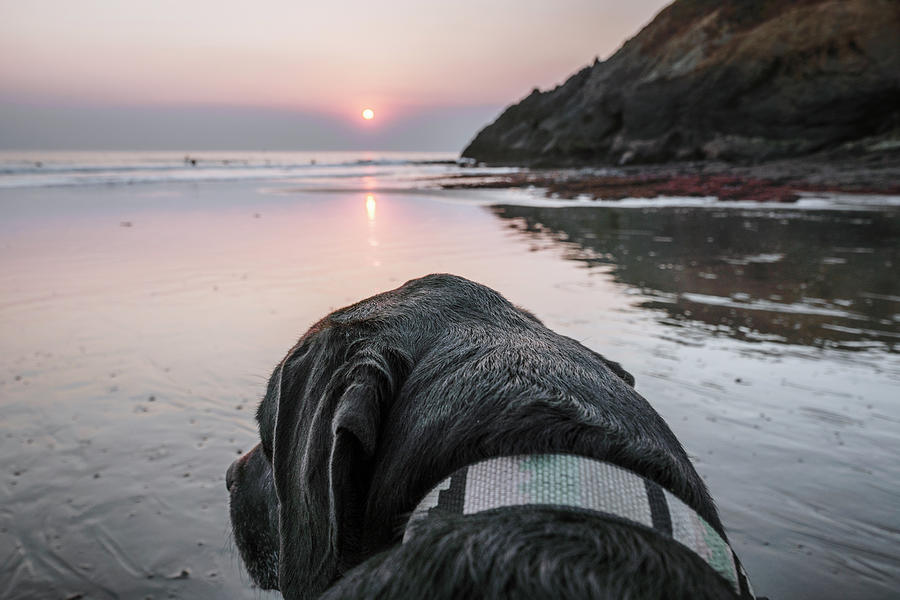 Sunset Photograph - Large Dog At The Beach During Sunset by Cavan Images