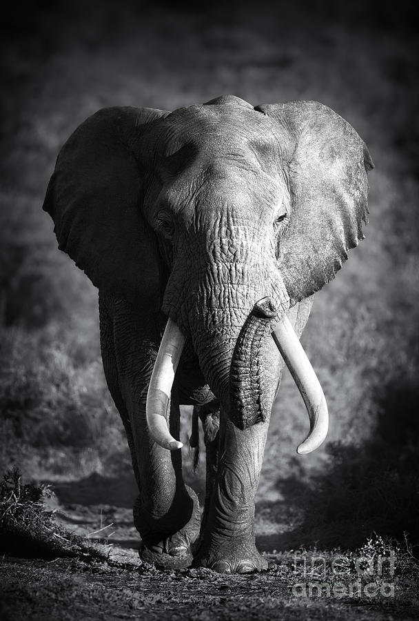 Large Elephant Bull Approaching Photograph by Johan Swanepoel - Fine ...