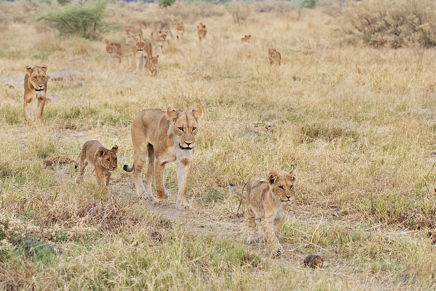 Lion Photograph - Large Family by Marco Pozzi