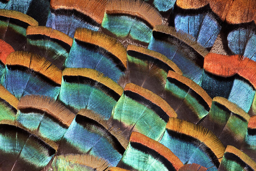 Large Feather Design Of Oscellated Photograph by Darrell Gulin