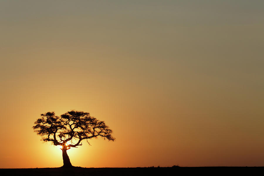 Large Fig Tree Silhouetted At Sunrise Photograph by Adam Jones