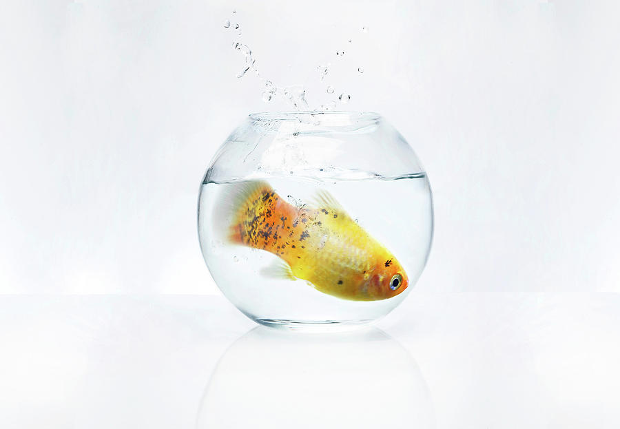 Goldfish Digital Art - Large Fish In A Small Bowl by Ethan Elliot