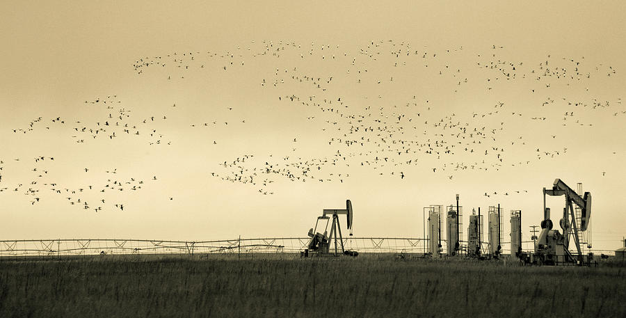 Large Flock of Birds and Oil Rigs Photograph by Marilyn Hunt