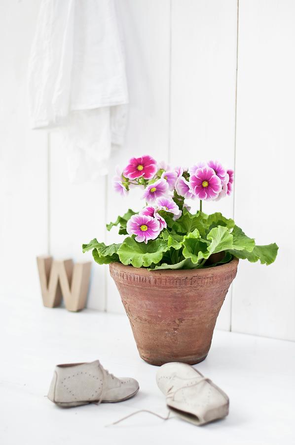 Large-flowered, Pink And White German Primrose In Old Terracotta Pot Behind Childs Shoes Photograph by Cornelia Weber