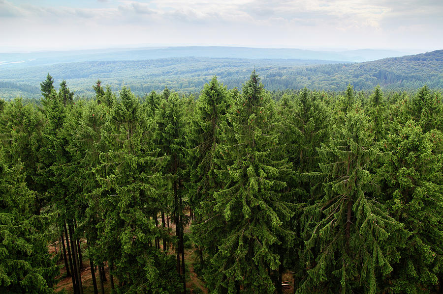 Large Forest Filled With Green Fir Trees Photograph by Michieldb
