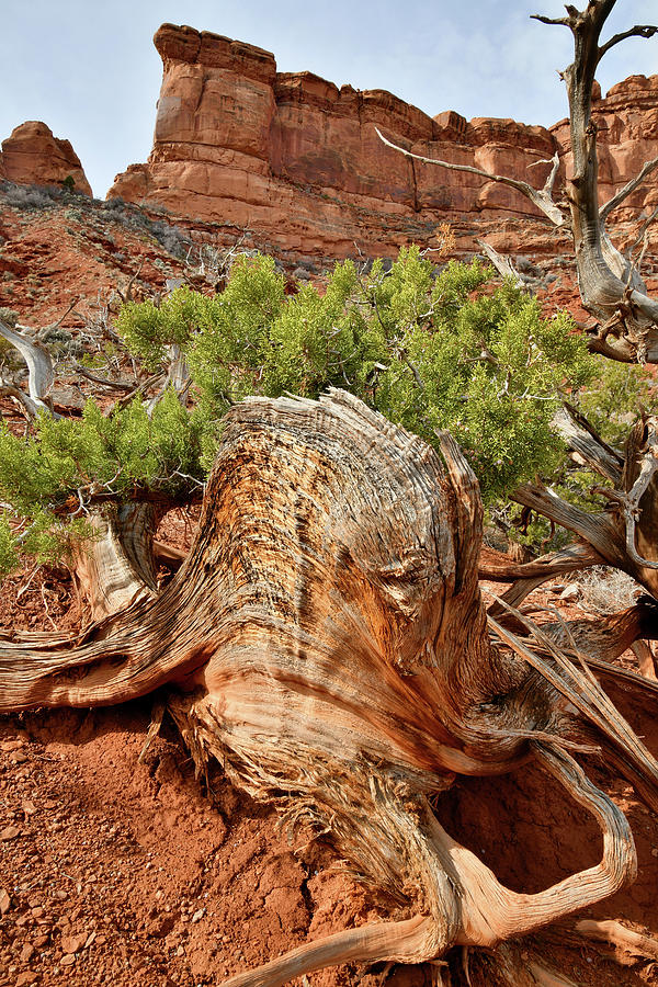Large Gnarly Juniper Tree in Valley of the Gods Photograph by Ray Mathis