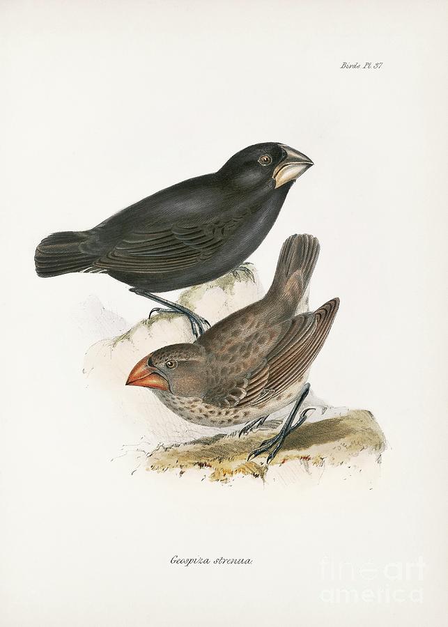 Large Ground Finch Photograph by Library Of Congress, Rare Book And Special Collections Division/science Photo Library