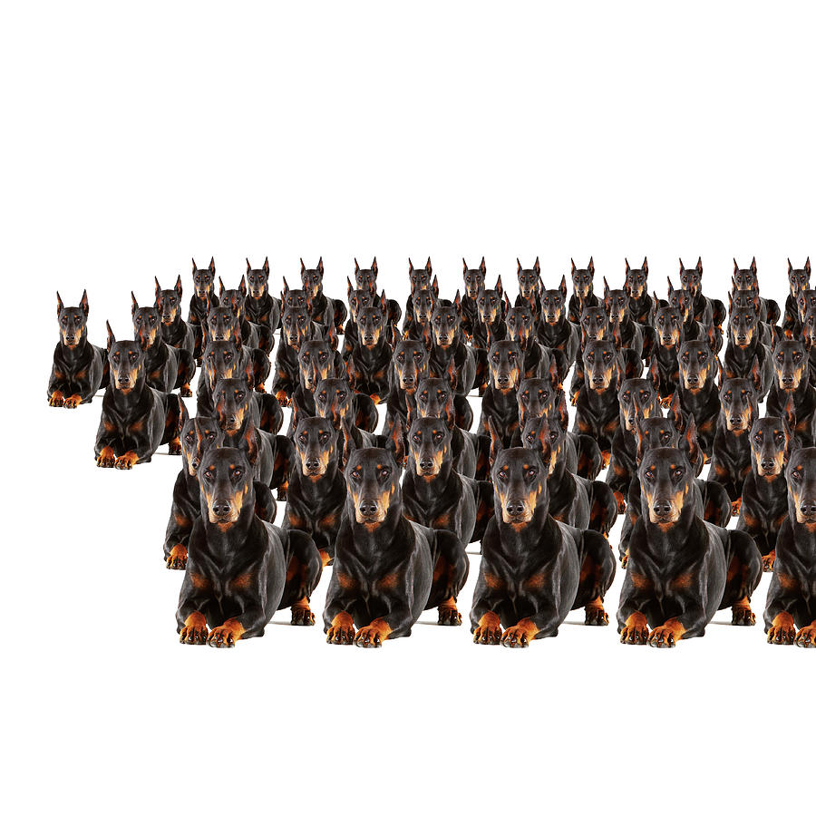 Large Group Of Dobermans On White Photograph by Thomas Northcut