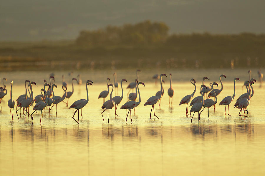 Large Group Of Flamingos, Oristano Photograph by David Fettes