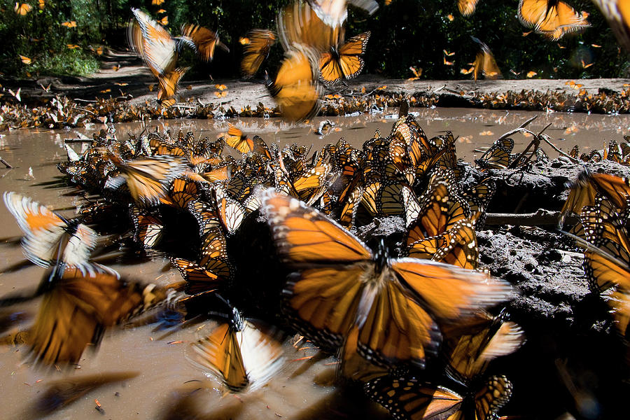 Wildlife Photograph - Large Group Of Monarch Butterflies Drinking From A Puddle by Axel Gomille / Naturepl.com