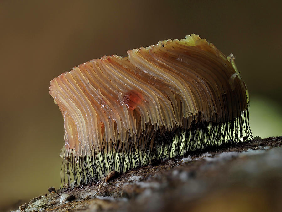 Large Group Of Slime Mould, Uk Photograph by Andy Sands /naturepl.com ...