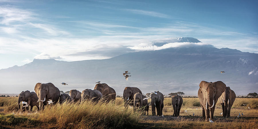 Large Herd of African Elephants in Front of Kilimanjaro by Susan Schmitz Large Herd of African Elephants in Front of Kilimanjaro by Susan Schmitz