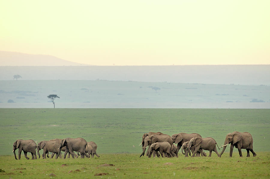 Large Herd Of African Elephants On The Photograph by Adam Jones