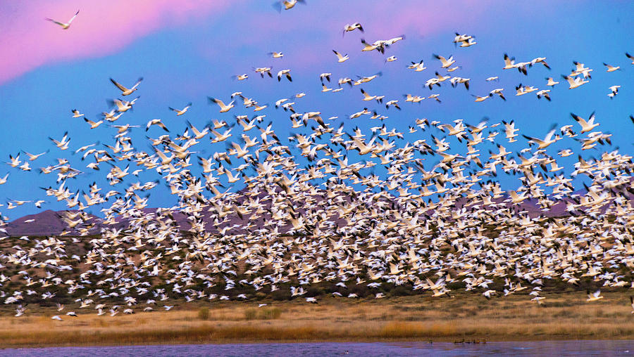 Large Herd Of Snow Geese Soccoro, New Photograph by Panoramic Images