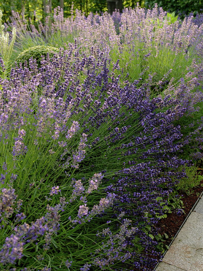 Large Lavender Bushes lavender In The Bed Photograph by Friedrich Strauss