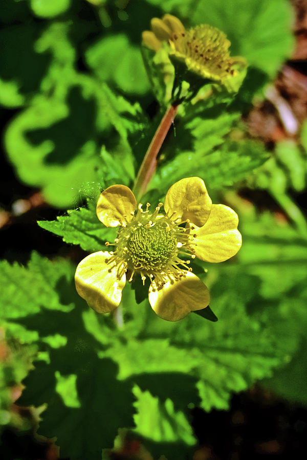 Large-leaved Avens along Trail to Exit Glacier in Kenai Fjords National Park near Seward, Alaska Photograph by Ruth Hager