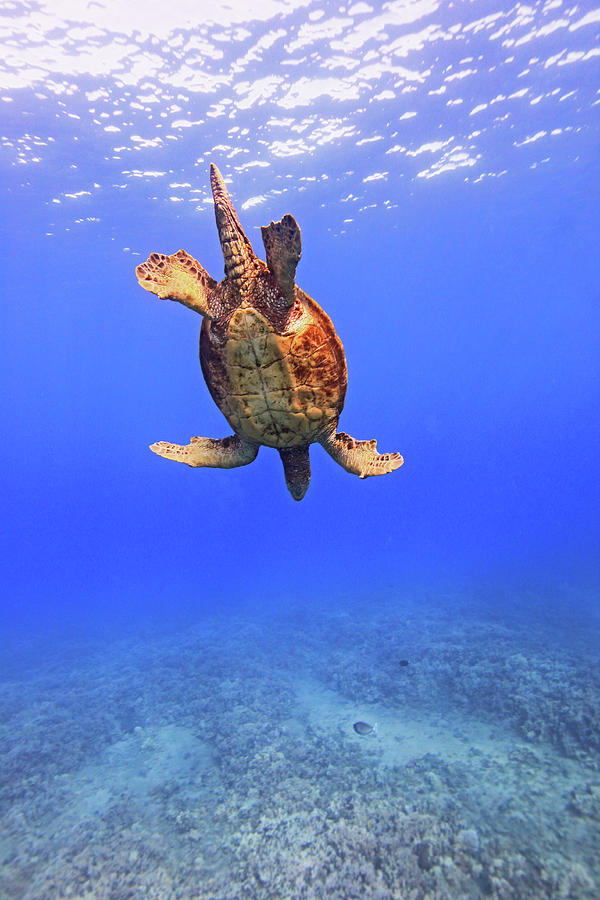 Large Male Green Sea Turtle Swimming Photograph by Chris Stankis
