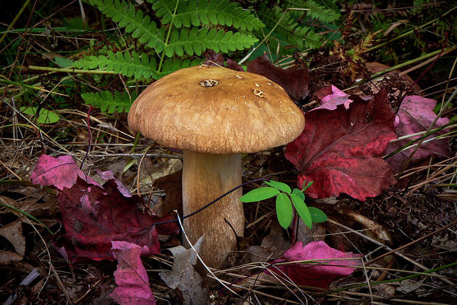 Large Mushroom Photograph by Paul Freidlund