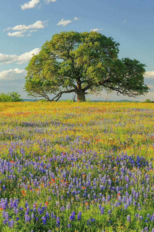 Adam Jones Photograph - Large Oak Tree In Expansive Meadow by Adam Jones Adam Jones Photograph - Large Oak Tree In Expansive Meadow by Adam Jones