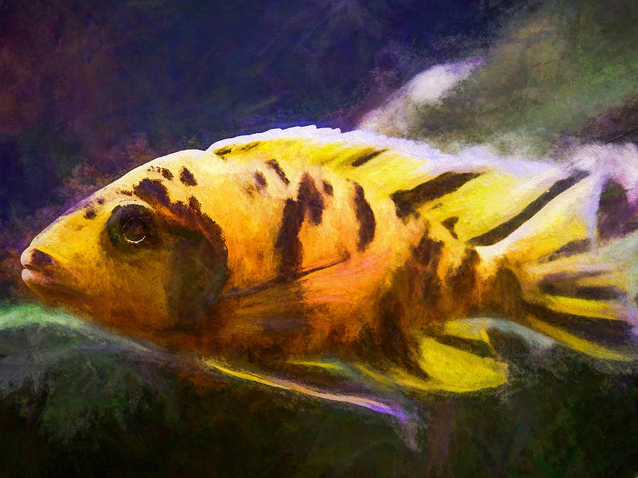 Large OB Peacock Cichlid Digital Art by Don Northup