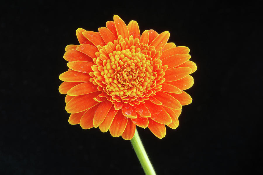 Large Orange Gerber Daisy1 by Jennifer Wick Large Orange Gerber Daisy1 by Jennifer Wick