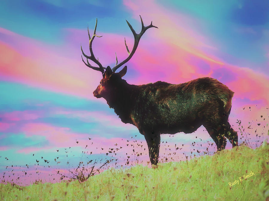 Large Pennsylvania bull Elk standing alone. by Rusty R Smith Large Pennsylvania bull Elk standing alone. by Rusty R Smith
