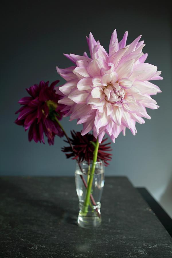 Large Pink Dahlia In A Small Glass Vase With Two Smaller Dark Pink Flowers Photograph by Angie Norwood Browne Photography