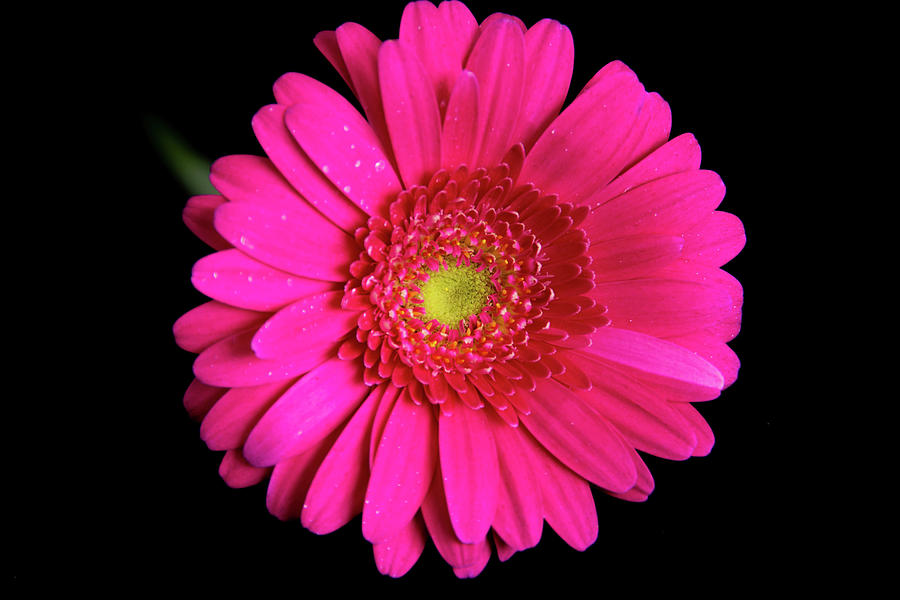 Large Pink Gerber Daisy by Jennifer Wick Large Pink Gerber Daisy by Jennifer Wick