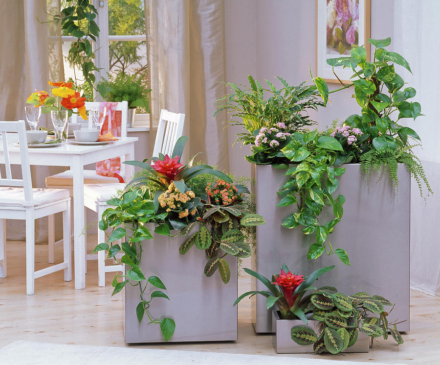 Large Planters As A Room Divider Photograph by Friedrich Strauss