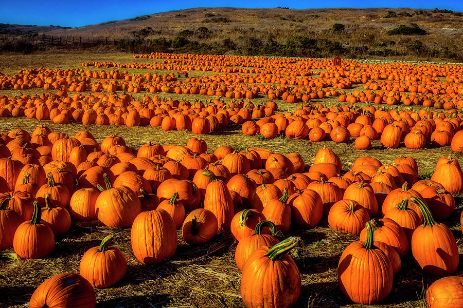 Large Pumpkin Field Photograph by Garry Gay