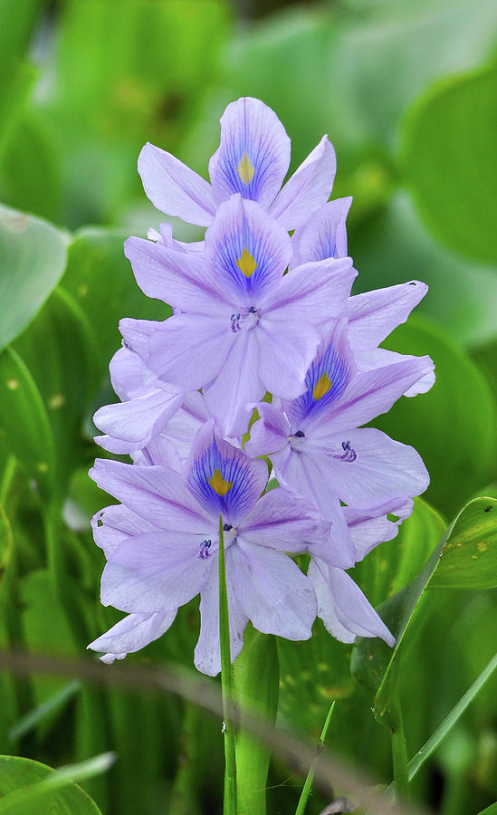 Large purple flowers by Gene Bollig Large purple flowers by Gene Bollig