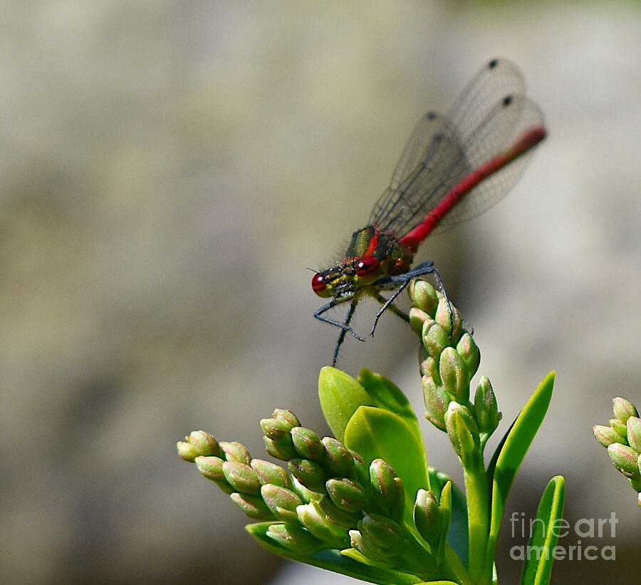 Large Red Damselfly Photograph by Yvonne Johnstone