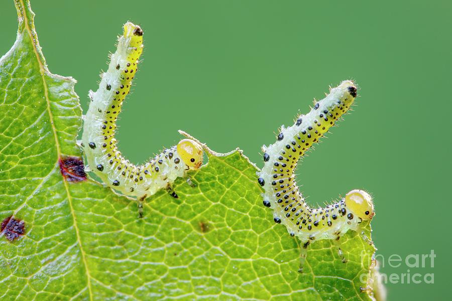 Large Rose Sawfly Photograph by Heath Mcdonald/science Photo Library