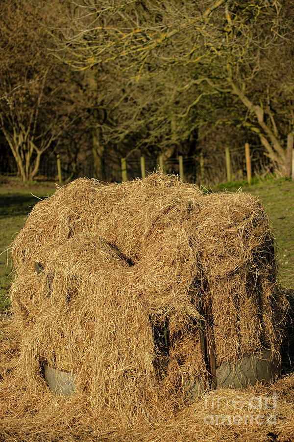 Large Round Bale Of Hay Photograph by Ian Gowland/science Photo Library