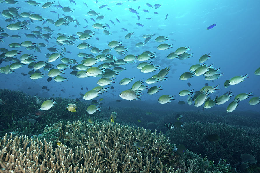 Large School Of Philippines Chromis Photograph by Ifish